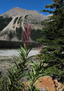 Blooms are gone - snow is coming